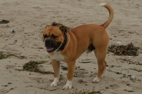 Continental Bulldog Seeblickbulls 070424 Continental Bulldog Seeblickbulls 070424
