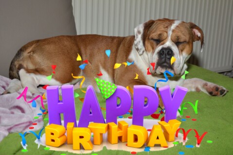 Continental Bulldog Seeblickbulls 070430 Continental Bulldog Seeblickbulls 070430