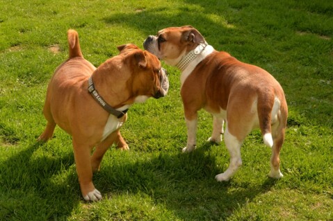 Continental Bulldog Seeblickbulls 070503 Continental Bulldog Seeblickbulls 070503
