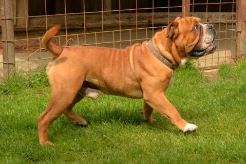 Continental Bulldog Seeblickbulls 070508 Continental Bulldog Seeblickbulls 070508