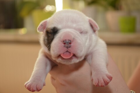 Continental Bulldog Seeblickbulls 070509 Continental Bulldog Seeblickbulls 070509