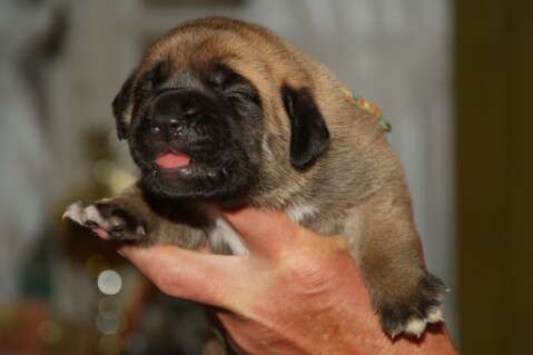 Continental Bulldog Seeblickbulls 070511 Continental Bulldog Seeblickbulls 070511
