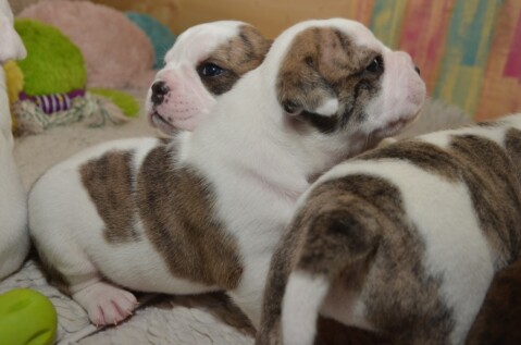 Continental Bulldog Seeblickbulls 070519 Continental Bulldog Seeblickbulls 070519