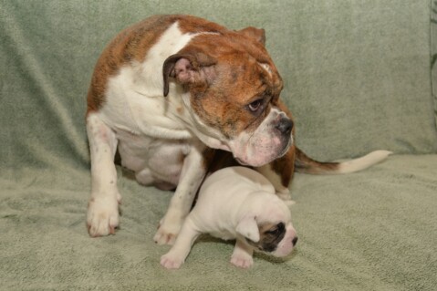 Continental Bulldog Seeblickbulls 070521 Continental Bulldog Seeblickbulls 070521