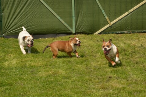 Continental Bulldog Seeblickbulls 070523 Continental Bulldog Seeblickbulls 070523