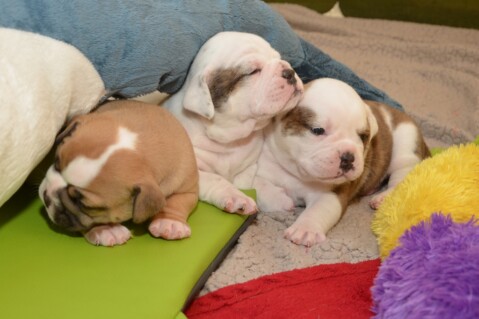 Continental Bulldog Seeblickbulls 070524 Continental Bulldog Seeblickbulls 070524