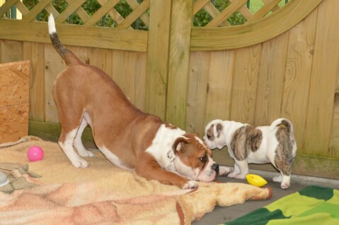 Continental Bulldog Seeblickbulls 070610 Continental Bulldog Seeblickbulls 070610