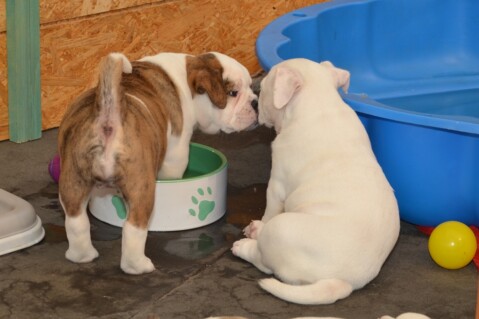 Continental Bulldog Seeblickbulls 070611 Continental Bulldog Seeblickbulls 070611