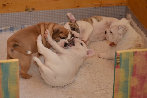 Continental Bulldog Seeblickbulls 070614 Continental Bulldog Seeblickbulls 070614