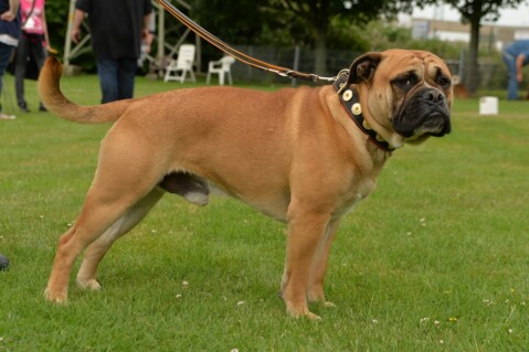 Continental Bulldog Seeblickbulls 070618 Continental Bulldog Seeblickbulls 070618