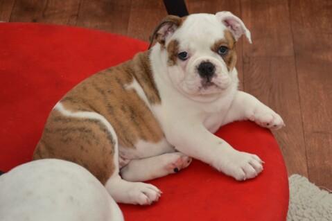 Continental Bulldog Seeblickbulls 070622 Continental Bulldog Seeblickbulls 070622