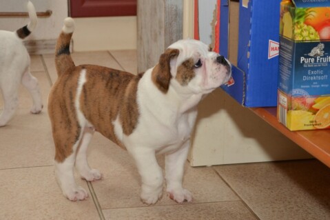 Continental Bulldog Seeblickbulls 070625 Continental Bulldog Seeblickbulls 070625
