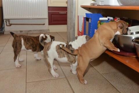 Continental Bulldog Seeblickbulls 070626 Continental Bulldog Seeblickbulls 070626