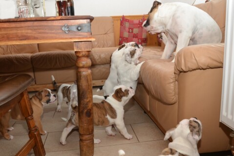 Continental Bulldog Seeblickbulls 070627 Continental Bulldog Seeblickbulls 070627