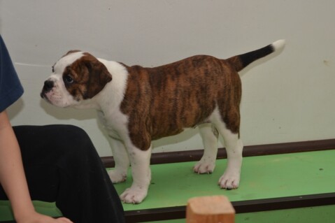 Continental Bulldog Seeblickbulls 070630 Continental Bulldog Seeblickbulls 070630