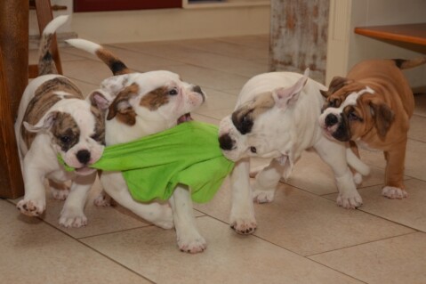 Continental Bulldog Seeblickbulls 170701 Continental Bulldog Seeblickbulls 170701