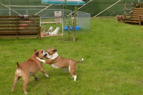Continental Bulldog Seeblickbulls 170713 Continental Bulldog Seeblickbulls 170713