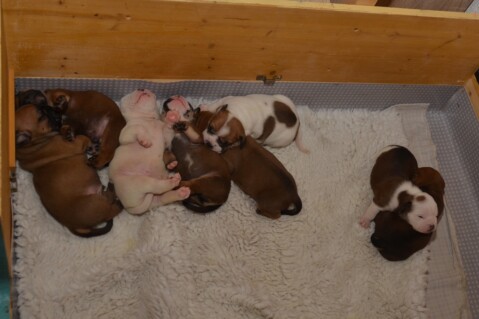 Continental Bulldog Seeblickbulls 170714 Continental Bulldog Seeblickbulls 170714