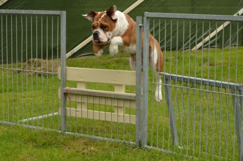 Continental Bulldog Seeblickbulls 170715 Continental Bulldog Seeblickbulls 170715