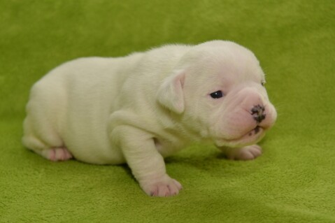 Continental Bulldog Seeblickbulls 170716 Continental Bulldog Seeblickbulls 170716