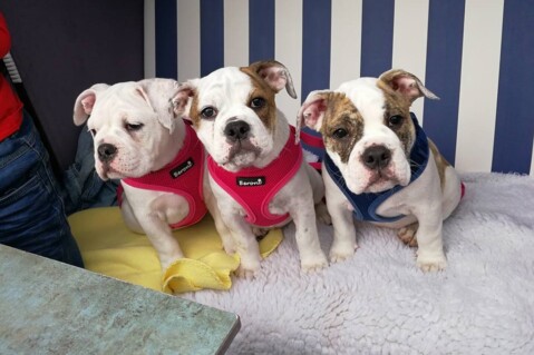Continental Bulldog Seeblickbulls 170718 Continental Bulldog Seeblickbulls 170718