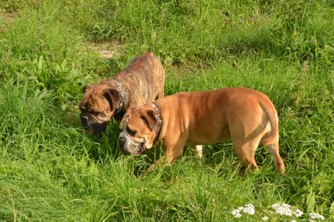 Continental Bulldog Seeblickbulls 170719 Continental Bulldog Seeblickbulls 170719