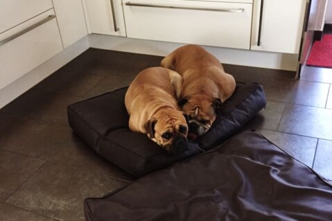 Continental Bulldog Seeblickbulls 170720 Continental Bulldog Seeblickbulls 170720