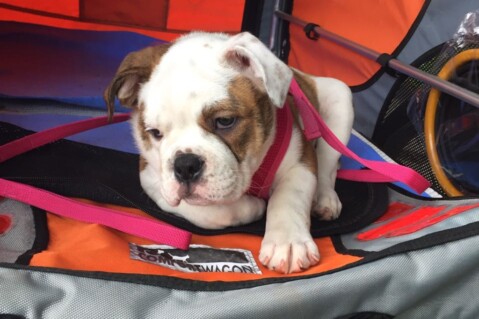 Continental Bulldog Seeblickbulls 170722 Continental Bulldog Seeblickbulls 170722