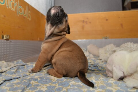 Continental Bulldog Seeblickbulls 170723 Continental Bulldog Seeblickbulls 170723
