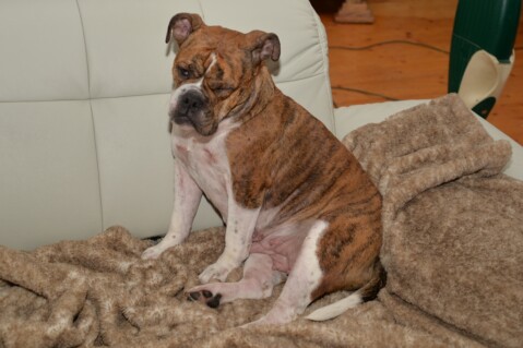 Continental Bulldog Seeblickbulls 170724 Continental Bulldog Seeblickbulls 170724