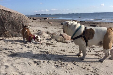 Continental Bulldog Seeblickbulls 170728 Continental Bulldog Seeblickbulls 170728