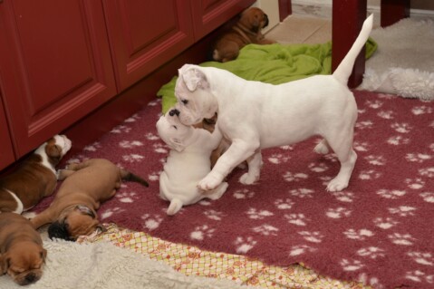 Continental Bulldog Seeblickbulls 170729 Continental Bulldog Seeblickbulls 170729