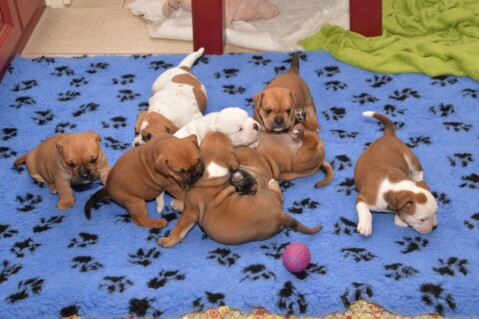 Continental Bulldog Seeblickbulls 170730 Continental Bulldog Seeblickbulls 170730