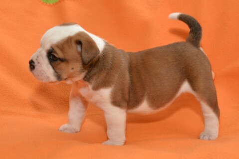Continental Bulldog Seeblickbulls 170801 Continental Bulldog Seeblickbulls 170801