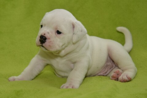 Continental Bulldog Seeblickbulls 170802 Continental Bulldog Seeblickbulls 170802