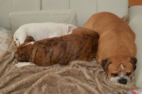 Continental Bulldog Seeblickbulls 170803 Continental Bulldog Seeblickbulls 170803