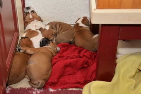 Continental Bulldog Seeblickbulls 170804 Continental Bulldog Seeblickbulls 170804