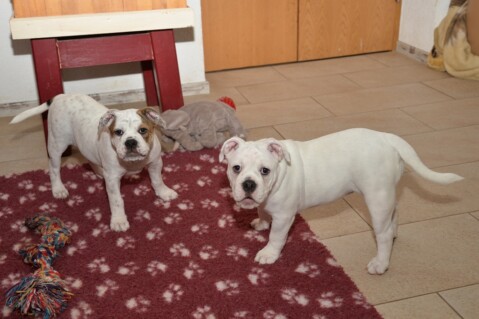 Continental Bulldog Seeblickbulls 170805 Continental Bulldog Seeblickbulls 170805