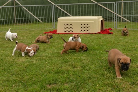 Continental Bulldog Seeblickbulls 170806 Continental Bulldog Seeblickbulls 170806