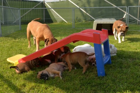Continental Bulldog Seeblickbulls 170807 Continental Bulldog Seeblickbulls 170807