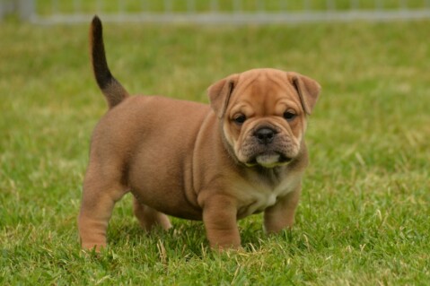 Continental Bulldog Seeblickbulls 170808 Continental Bulldog Seeblickbulls 170808