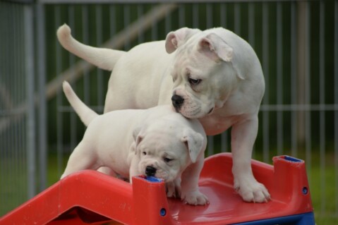 Continental Bulldog Seeblickbulls 170809 Continental Bulldog Seeblickbulls 170809