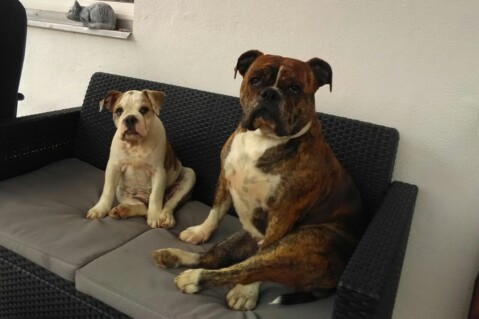 Continental Bulldog Seeblickbulls 170810 Continental Bulldog Seeblickbulls 170810