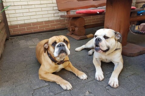 Continental Bulldog Seeblickbulls 170811 Continental Bulldog Seeblickbulls 170811