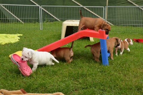 Continental Bulldog Seeblickbulls 170814 Continental Bulldog Seeblickbulls 170814