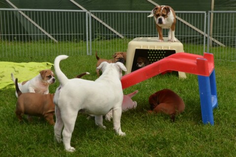 Continental Bulldog Seeblickbulls 170815 Continental Bulldog Seeblickbulls 170815