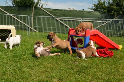 Continental Bulldog Seeblickbulls 170816 Continental Bulldog Seeblickbulls 170816