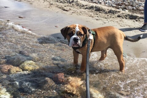 Continental Bulldog Seeblickbulls 170820 Continental Bulldog Seeblickbulls 170820