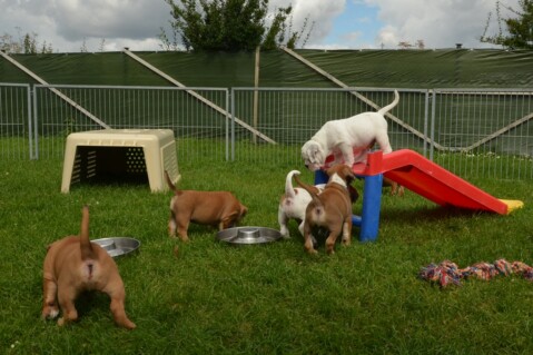 Continental Bulldog Seeblickbulls 170821 Continental Bulldog Seeblickbulls 170821
