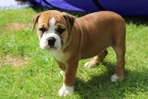 Continental Bulldog Seeblickbulls 170825 Continental Bulldog Seeblickbulls 170825